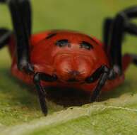 Image of Platythomisus sudeepi Biswas 1977