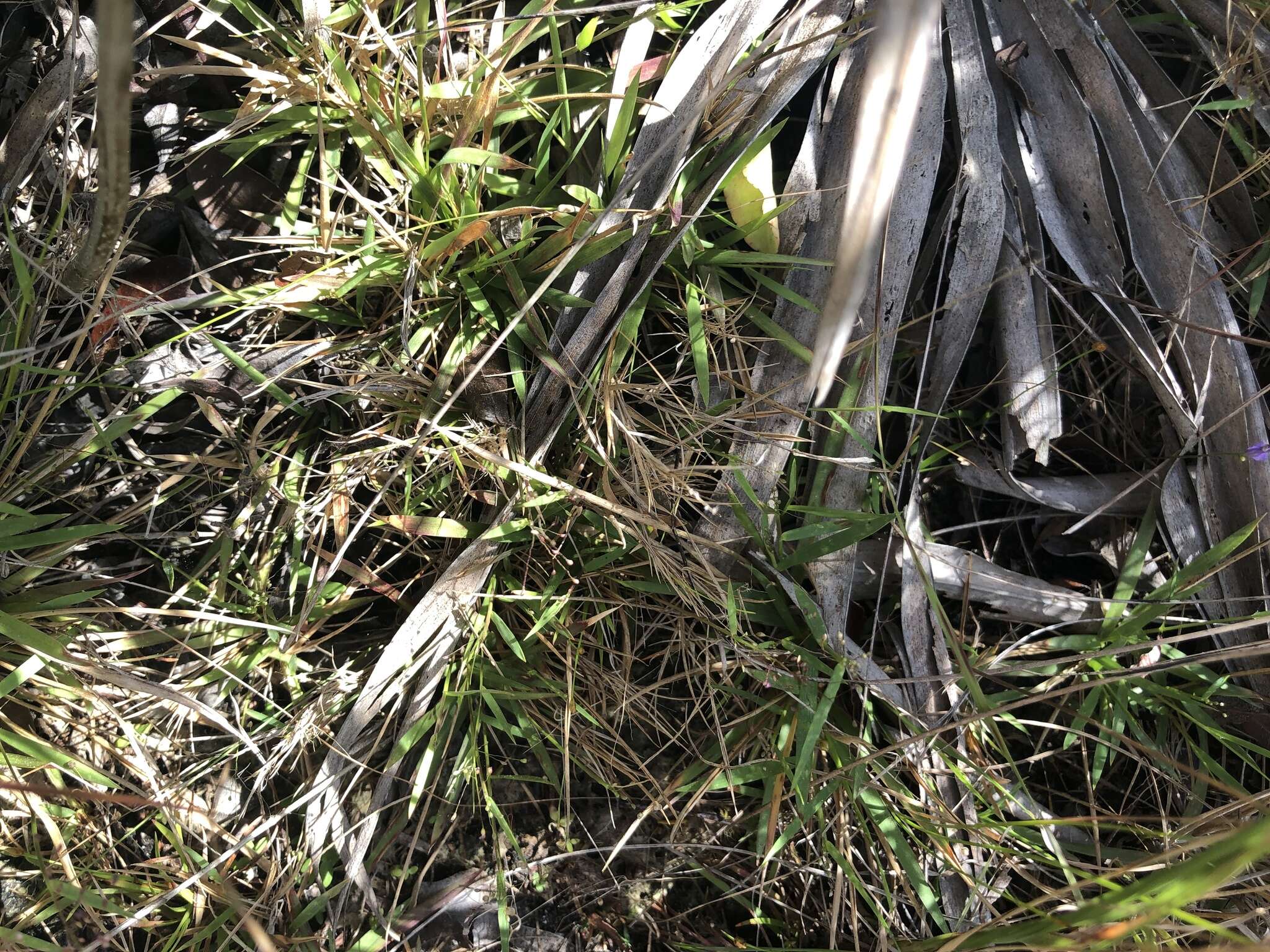 Panicum ensifolium Baldwin ex Elliott resmi