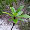 Image of pygmy fringetree
