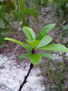 صورة Chionanthus pygmaeus Small