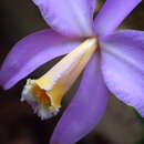 صورة Cattleya jongheana (Rchb. fil.) Van den Berg