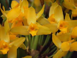 Image of Sweet scented Lycaste