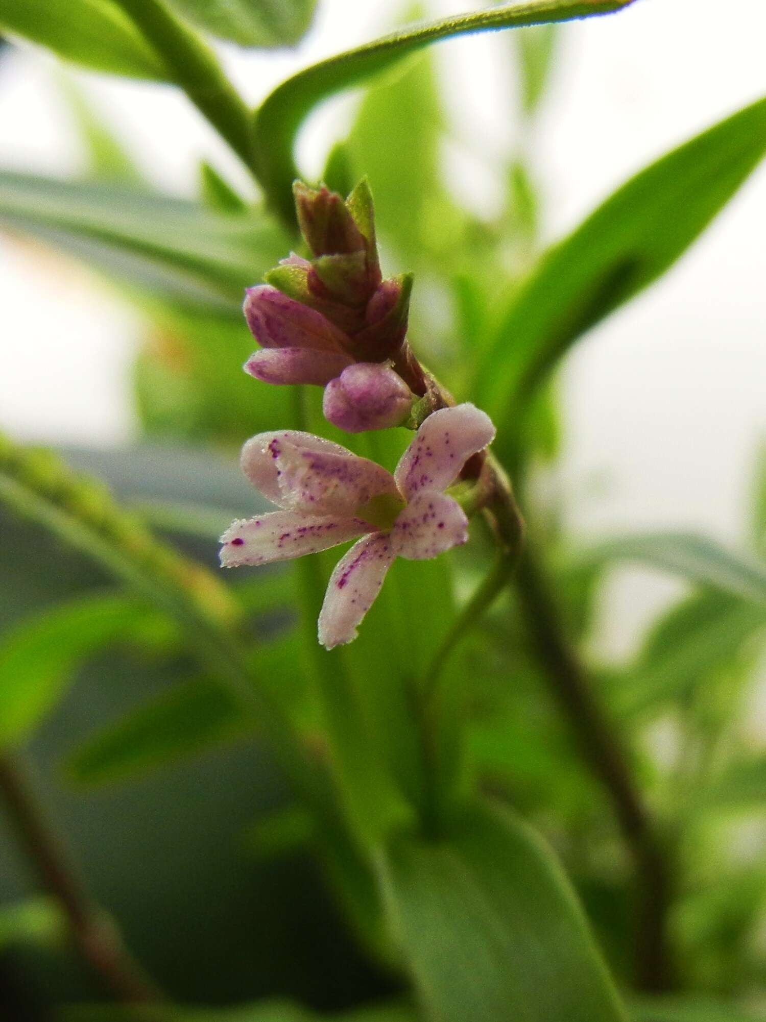 Imagem de Epidendrum fimbriatum Kunth