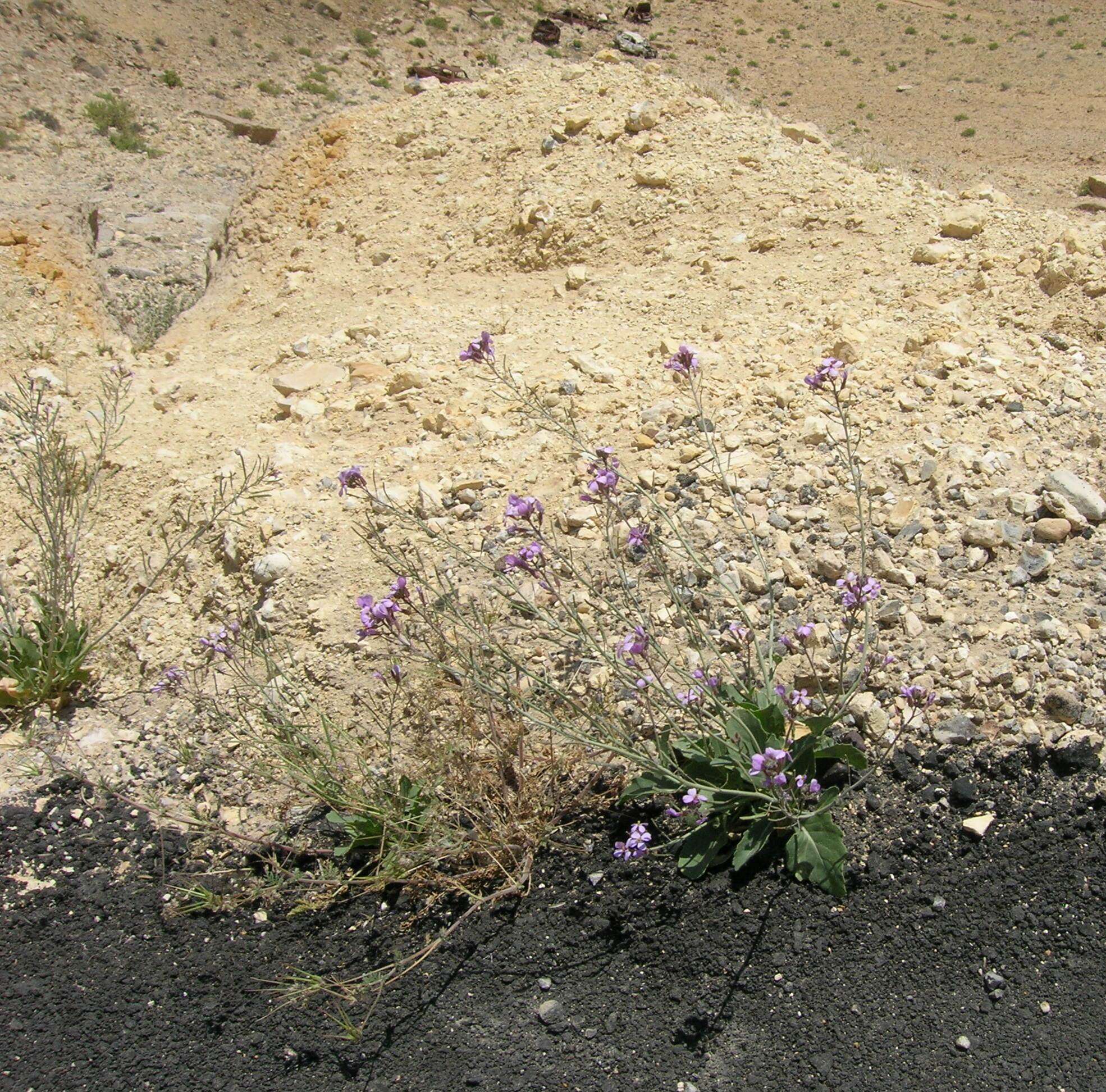 Sivun Diplotaxis acris (Forssk.) Boiss. kuva