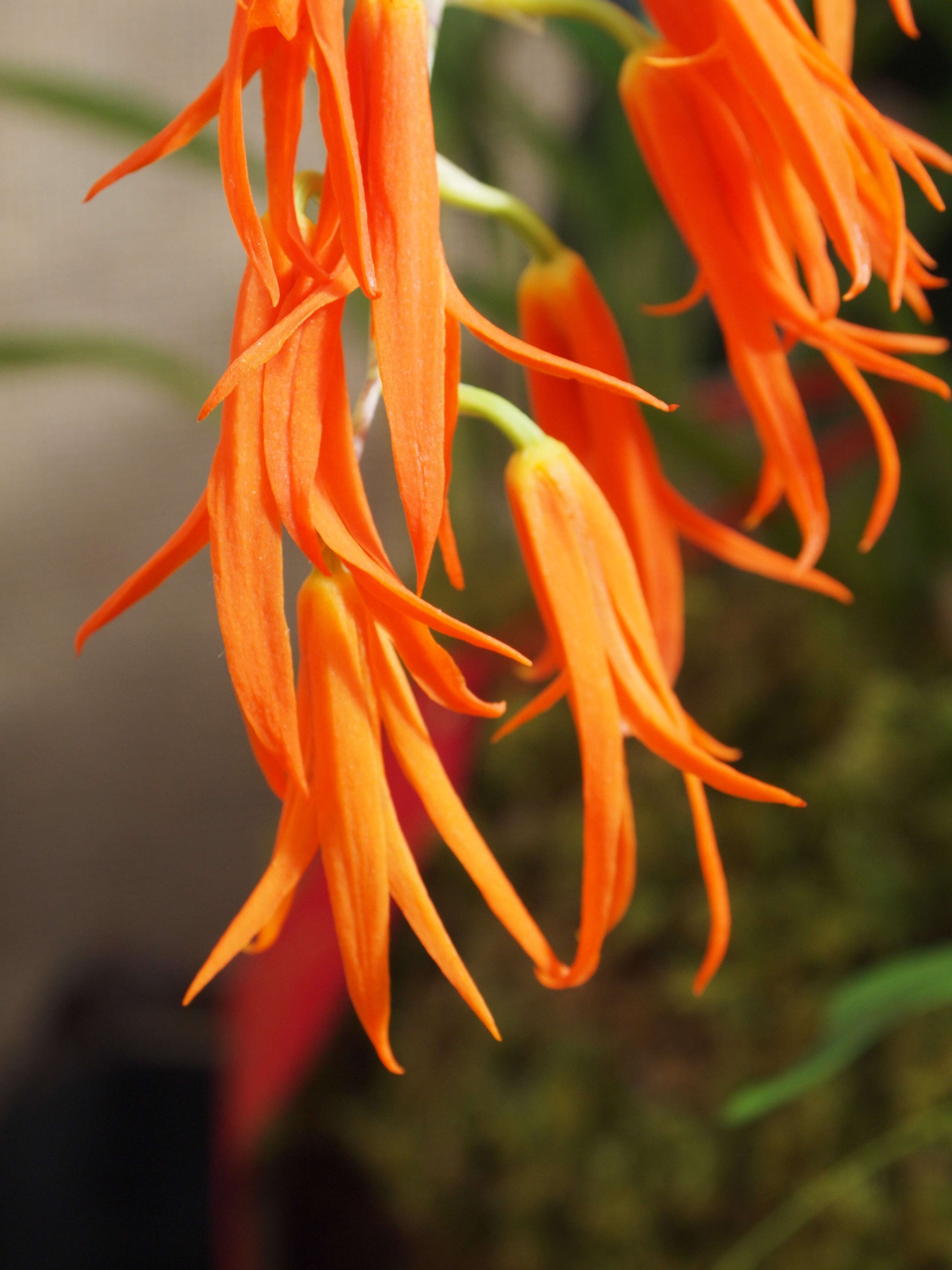 Image of Brassia aurantiaca (Lindl.) M. W. Chase