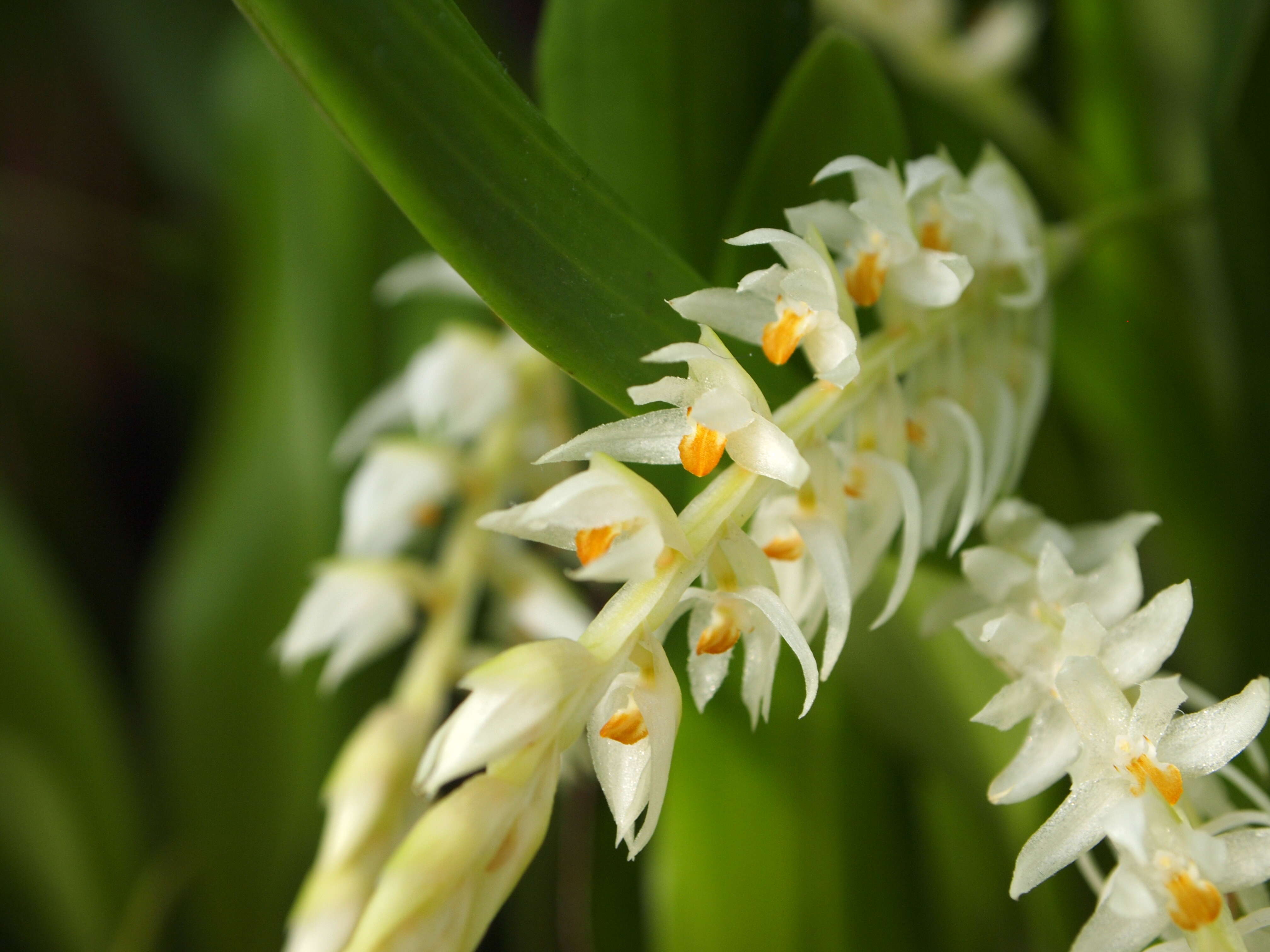 Image of Hay-scented orchid