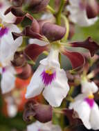 Image of Encyclia cordigera (Kunth) Dressler