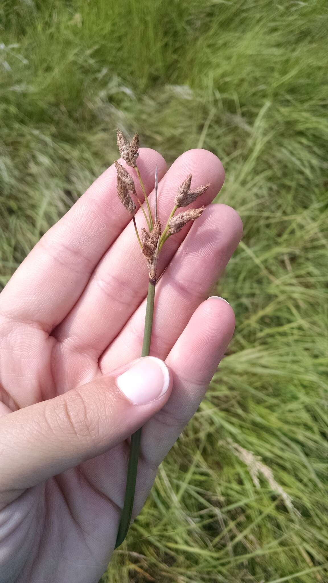 Image of Hardstem bulrush