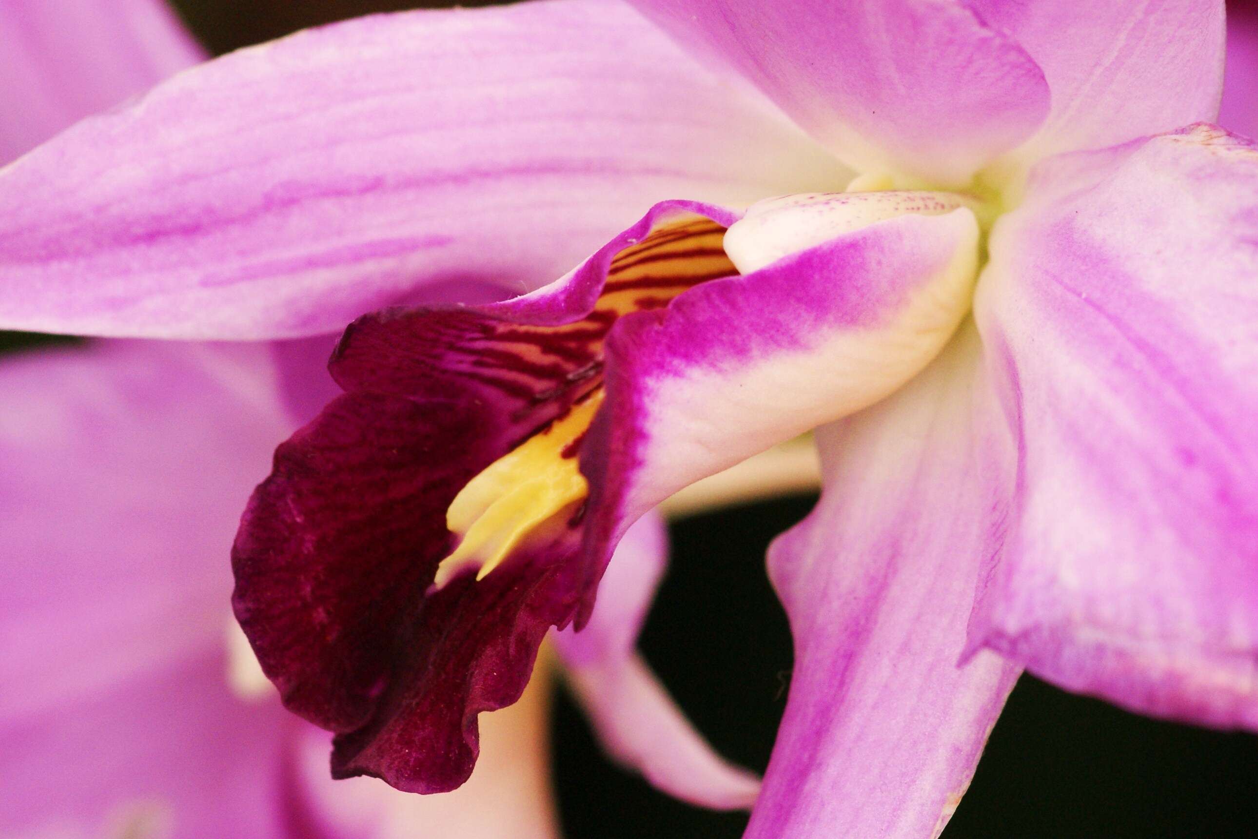 Image de Laelia anceps Lindl.