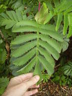 Image de Melianthus major L.