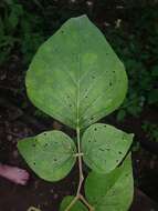 Image de Lonchocarpus phaseolifolius Benth.