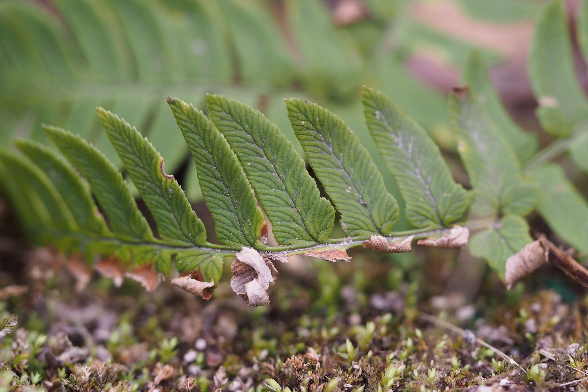 Image de Dryopteris lacera (Thunb.) Ktze.