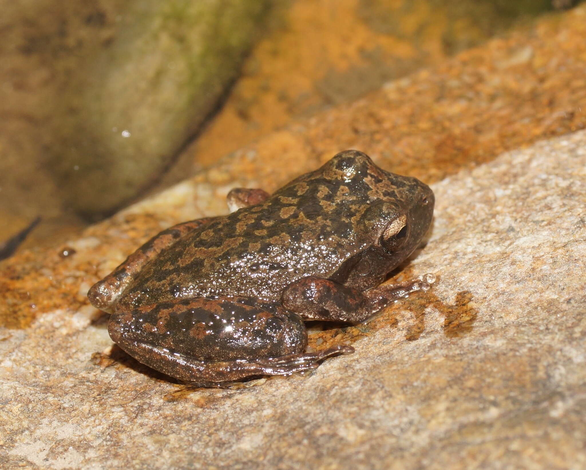 صورة Ranoidea lesueurii (Duméril & Bibron 1841)