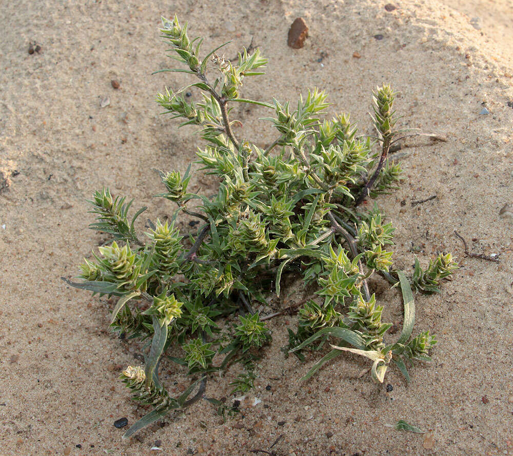 Image of Corispermum marschallii Stev.