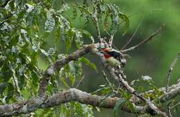 Image of Black-spotted Barbet