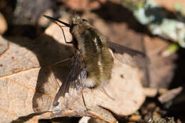 Image of Large bee-fly