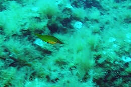 Image of Pointed-snout wrasse