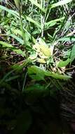 Image of Farmland green flying frog