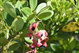 Image of Florida Keys blackbead