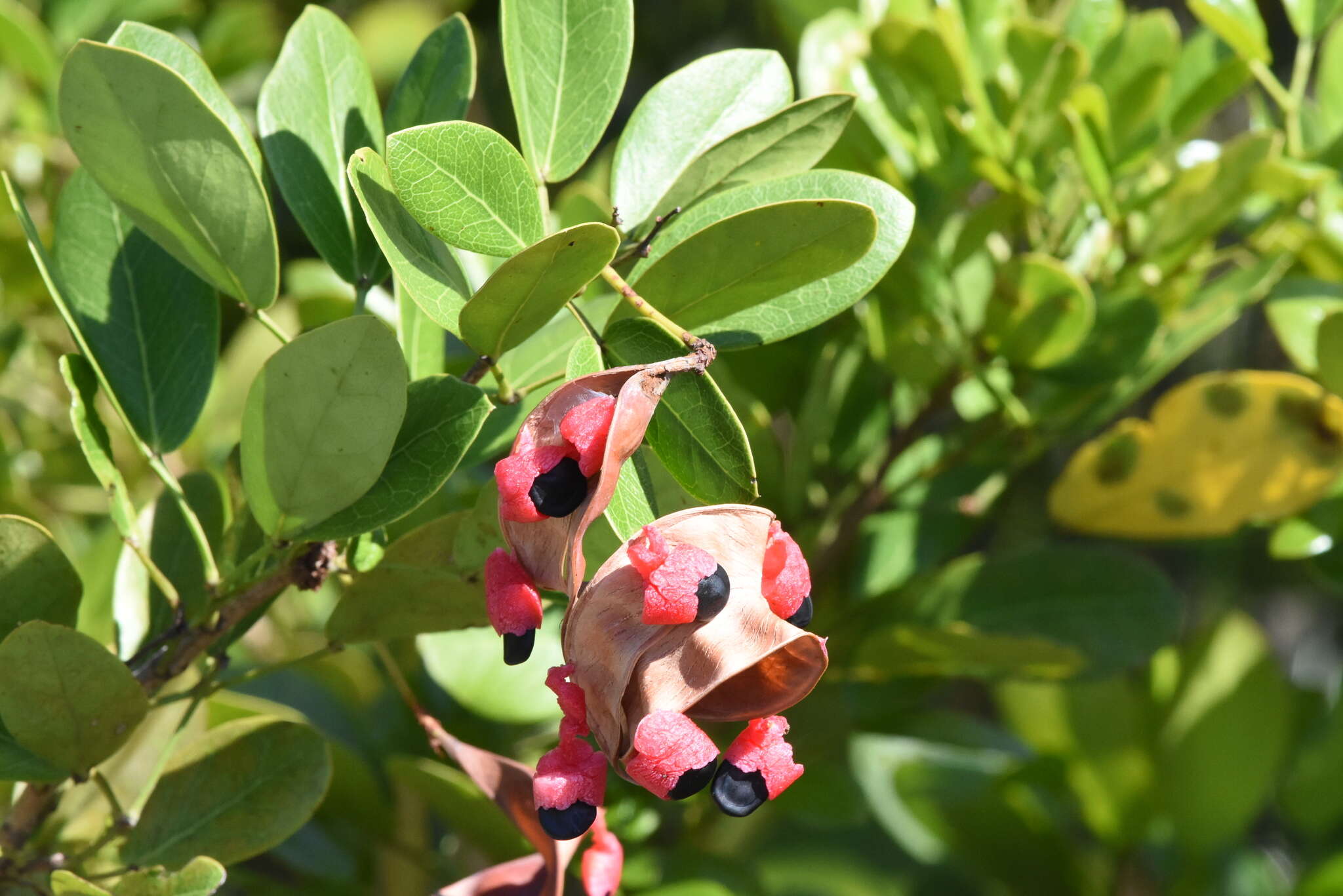 Image of Florida Keys blackbead