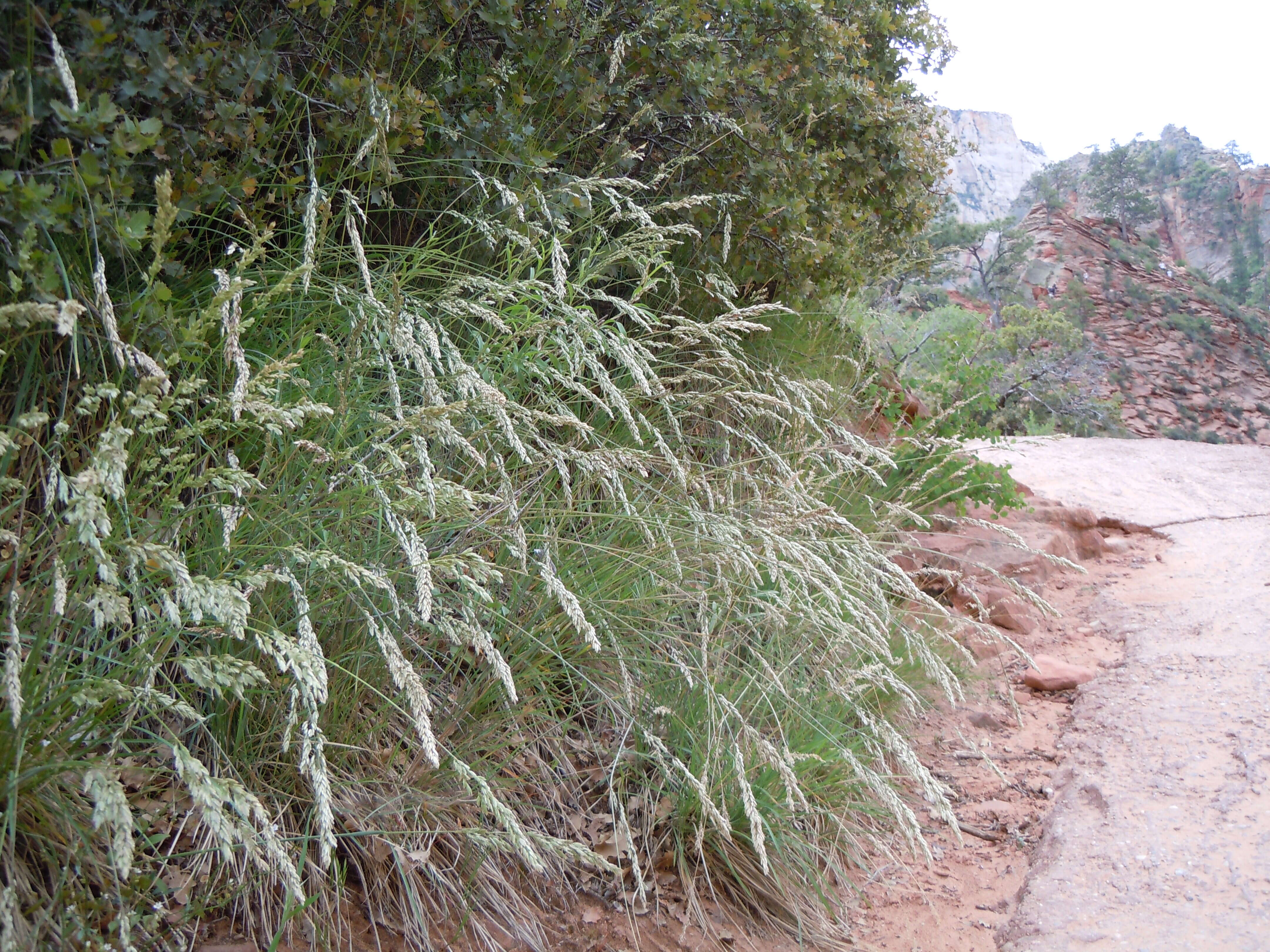 Image de Poa fendleriana (Steud.) Vasey