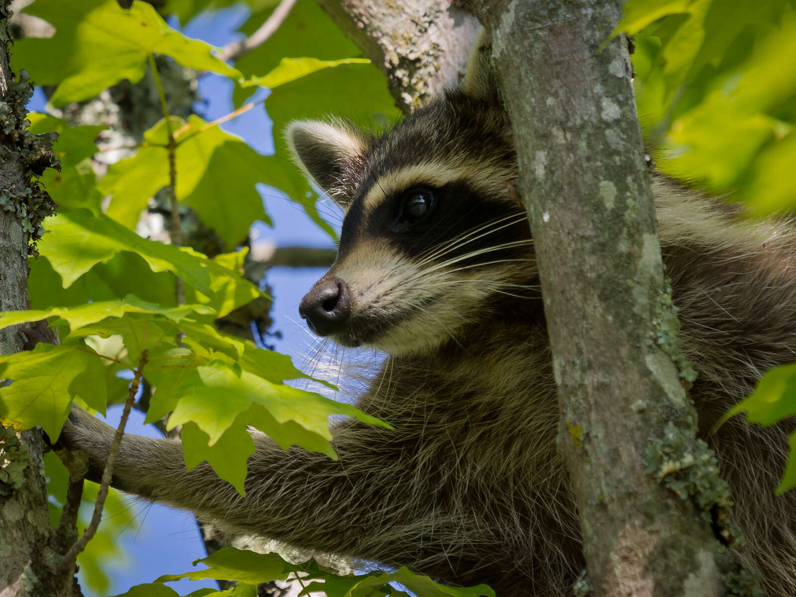 Image of raccoons