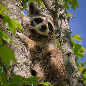 Image of raccoons