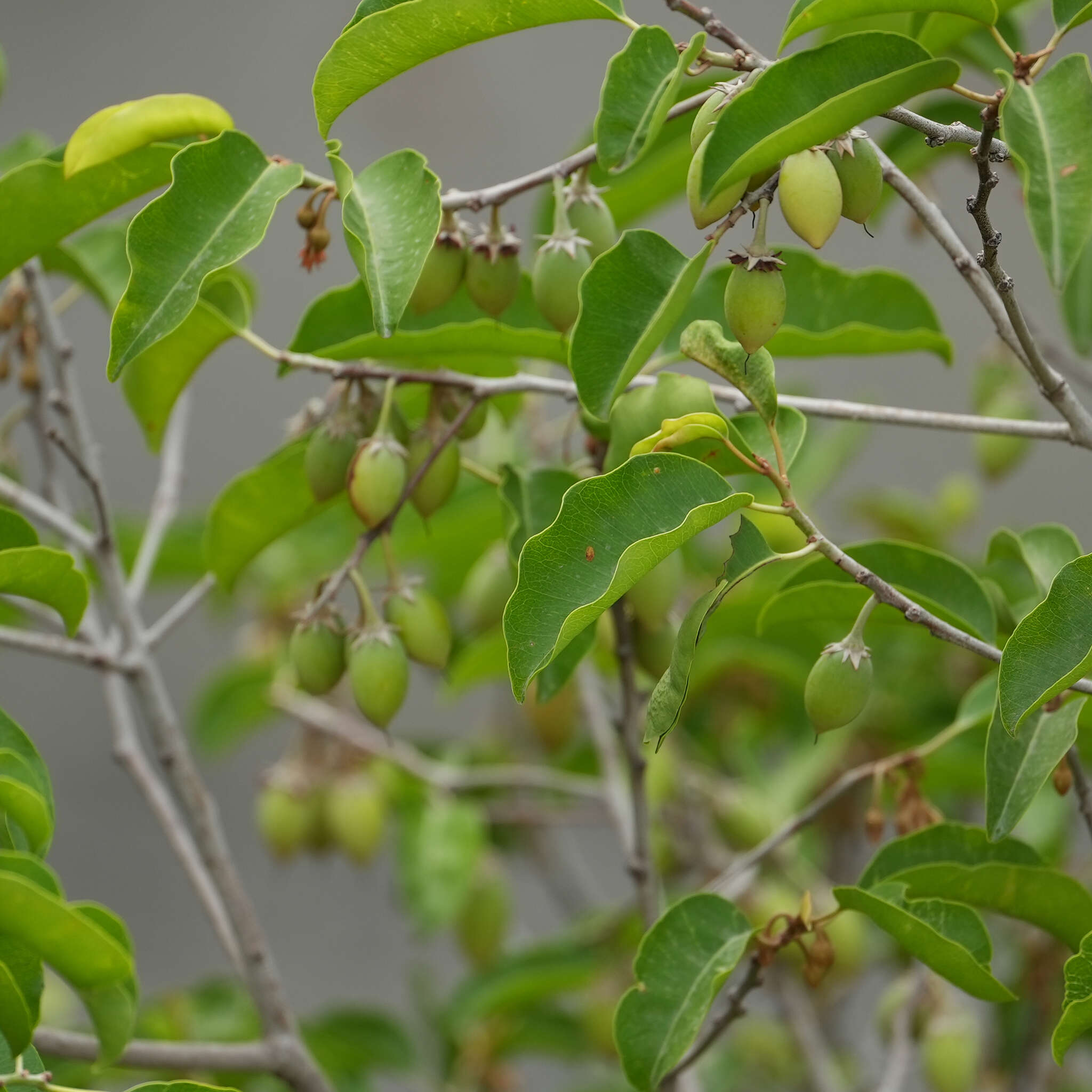 Image of Spanish cherry