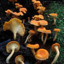 Plancia ëd Cantharellus guyanensis Mont. 1854