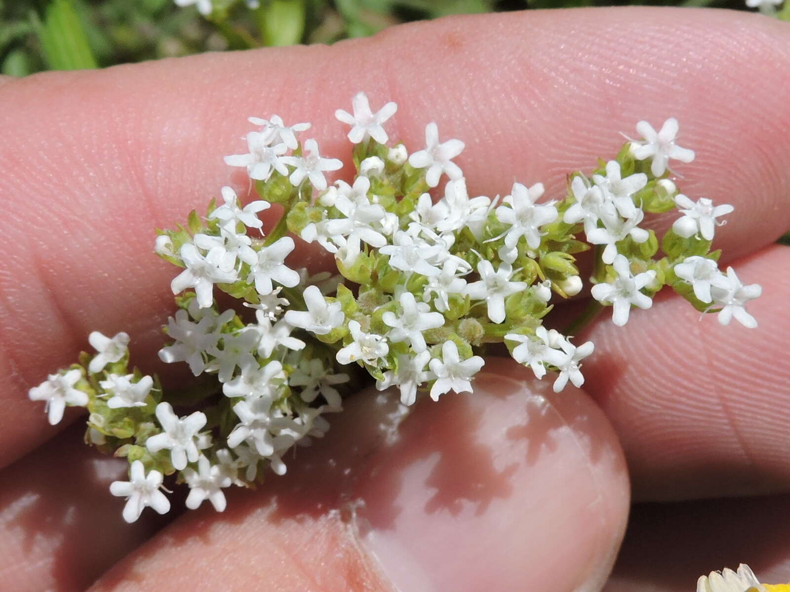 Image of Hairy Cornsalad