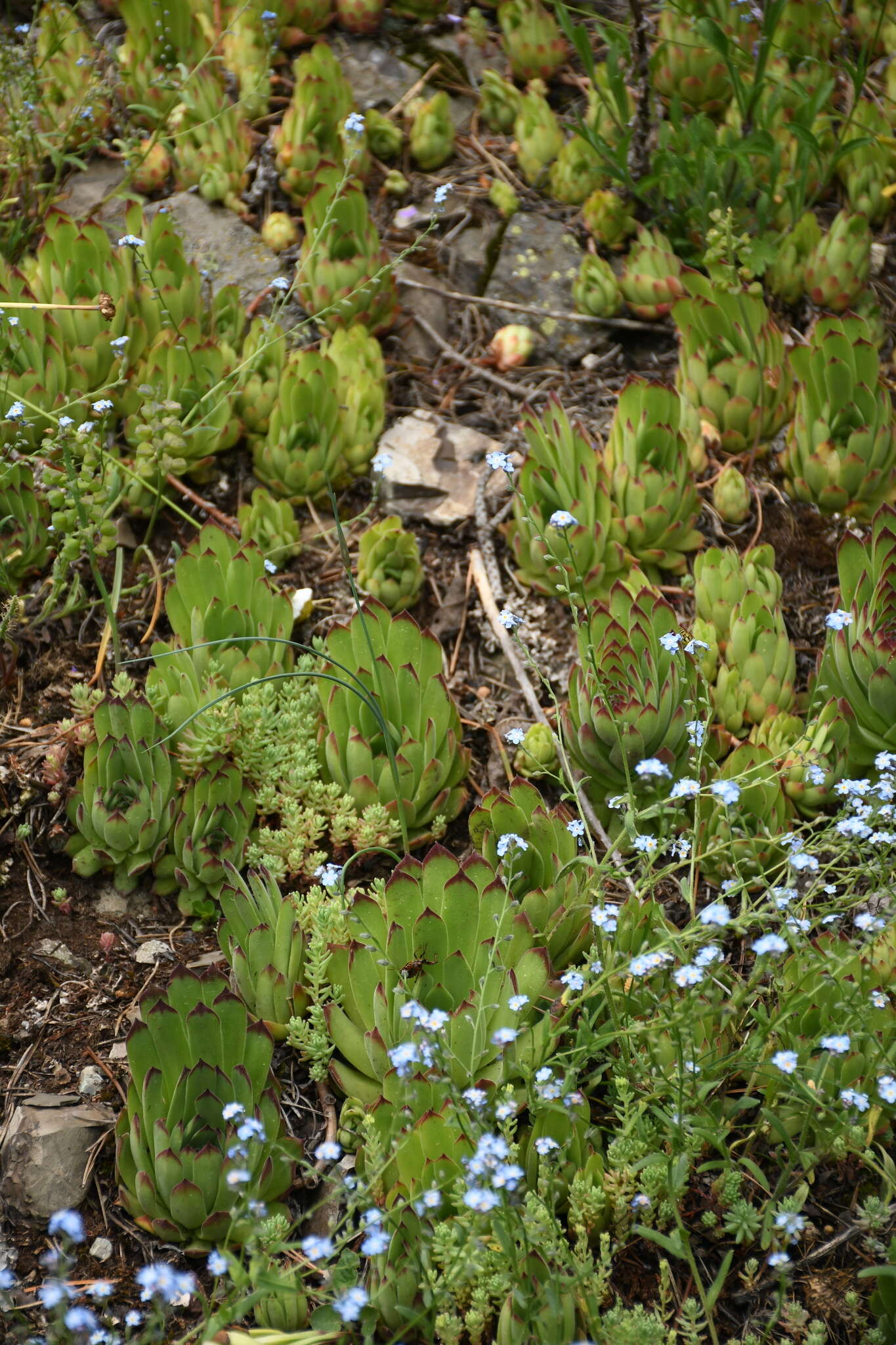 Image of Sempervivum caucasicum Rupr. ex Boiss.