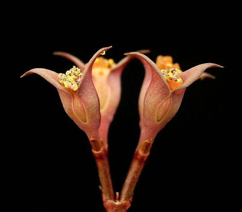 Image of Euphorbia sakarahaensis Rauh