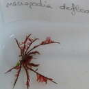 Image of Macropodia deflexa Forest 1978