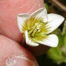 Image of Gentianella limoselloides (Kunth) Fabris
