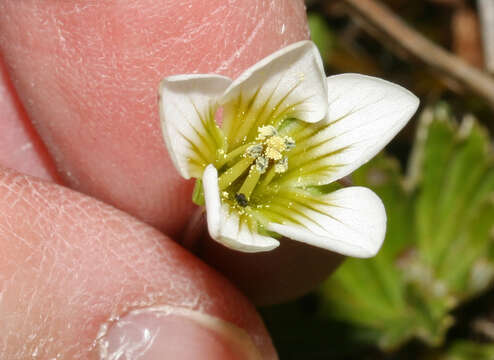 Imagem de Gentianella limoselloides (Kunth) Fabris