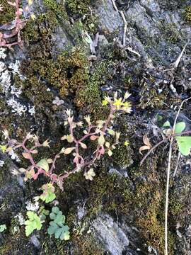 Image of Sedum stellariifolium Franch.