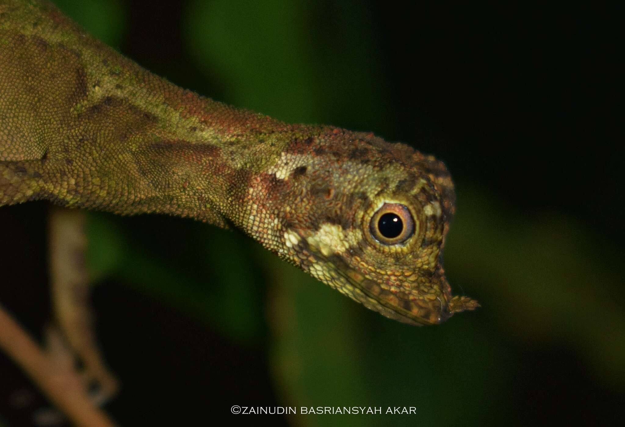 Image of Ornate Earless Agama