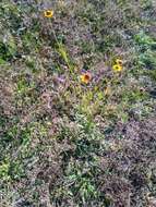 Image of longdisk sneezeweed