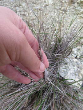 Image of serpentine reedgrass