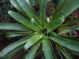 Image of Tillandsia deppeana Steud.