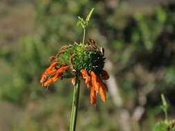 Image of Leonotis ocymifolia var. raineriana (Vis.) Iwarsson