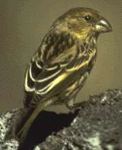 Image of Nihoa Finch