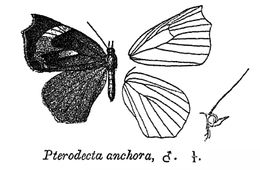 Image of <i>Pterodecta felderi</i> Bremer 1864