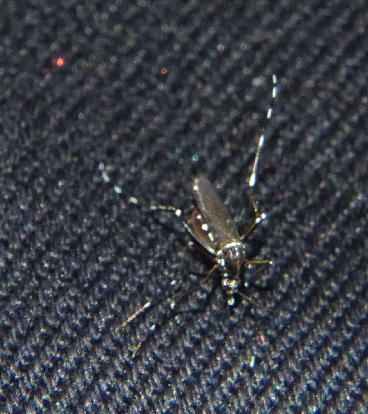 Image of Asian Tiger Mosquito