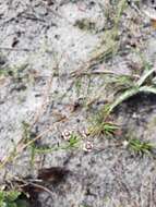 Image of Lesser Florida Spurge