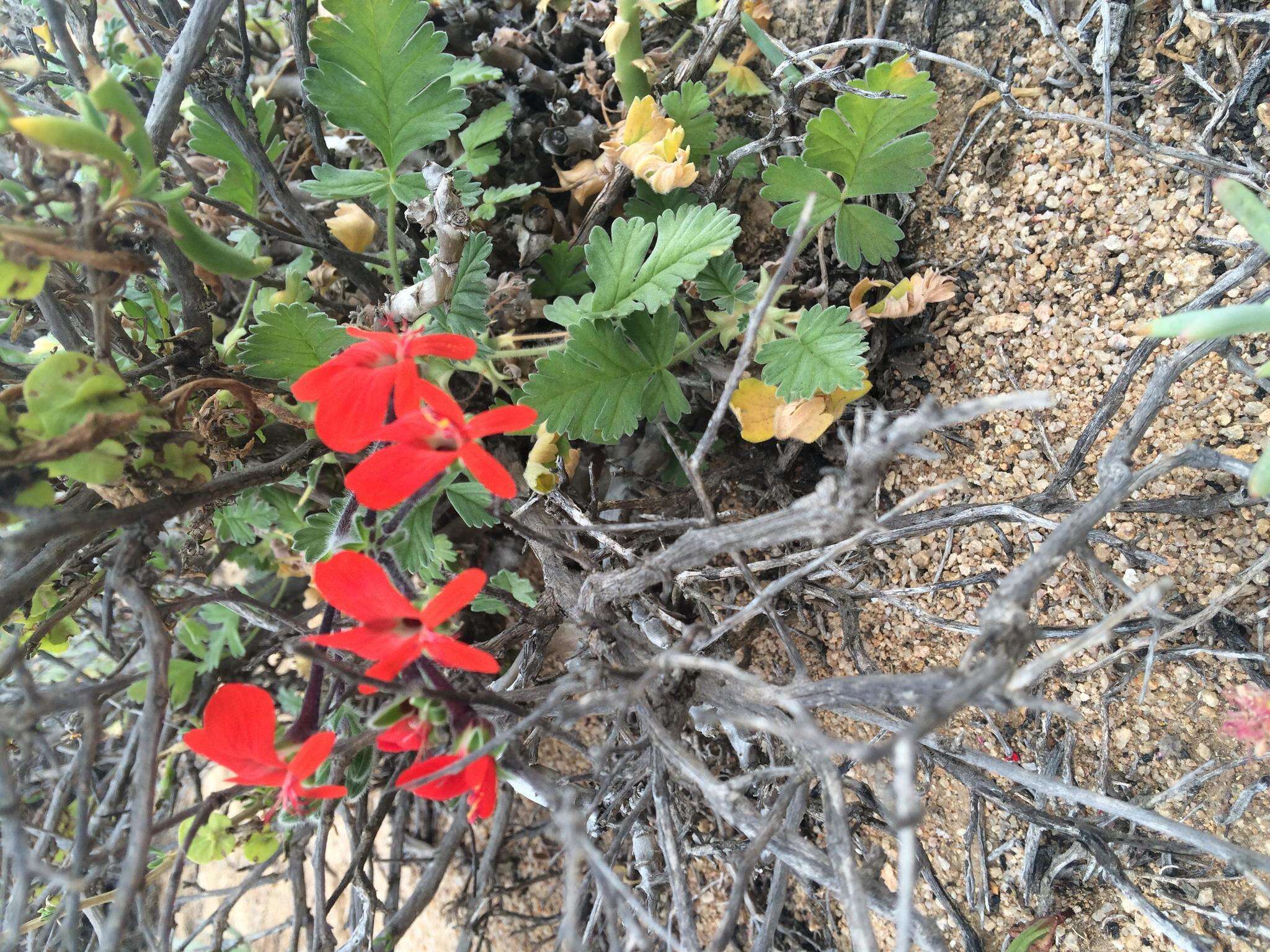 Image of Scarlet pelargonium