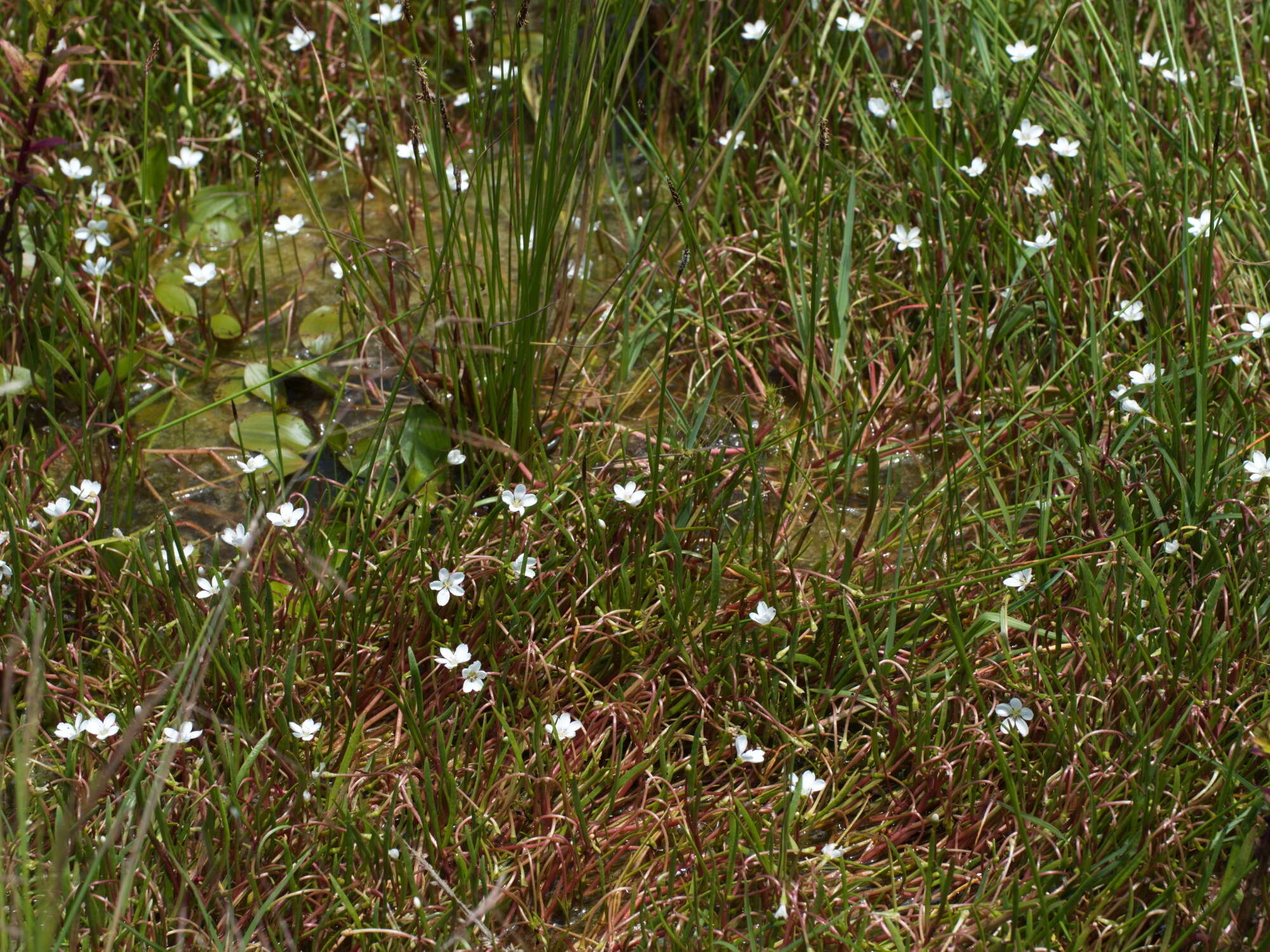 Image of Montia australasica (Hook. fil.) Pax & K. Hoffm.