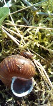 Image of amber snail