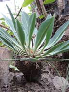 صورة Euphorbia bupleurifolia Jacq.