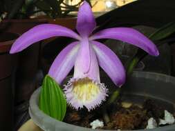 Plancia ëd Pleione formosana Hayata